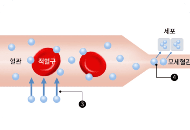 고압산소 케어 후 산소 전달 과정