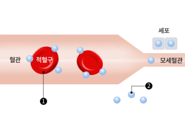 일반 호흡 환경에서의 산소 전달 과정