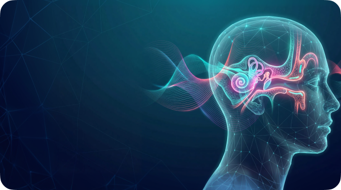 메니에르병 관련 뇌와 귀의 해부학적 구조