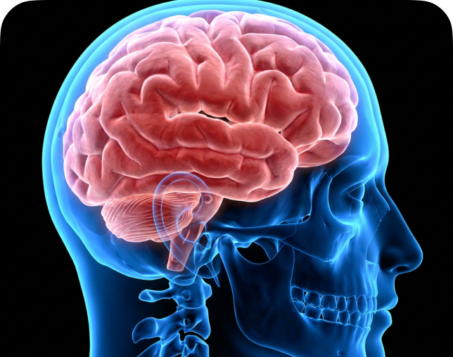 뇌 손상 관련 이미지
