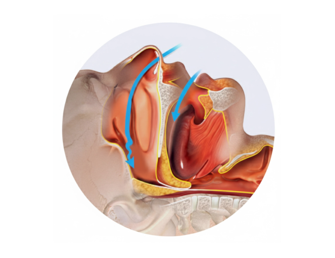 정상 호흡 기도 단면 일러스트