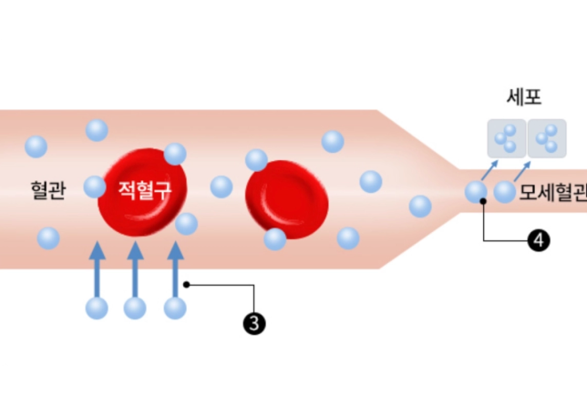 고압산소 케어 후 산소 전달 과정