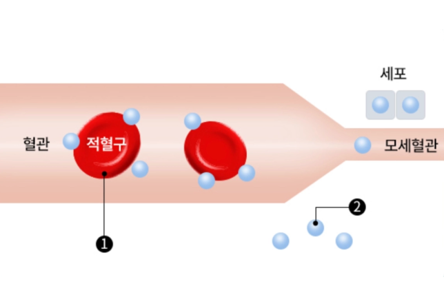 일반 호흡 환경에서의 산소 전달 과정
